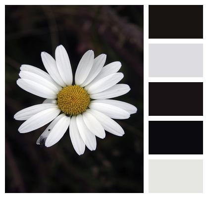 Chamomile Daisy White Flower Image